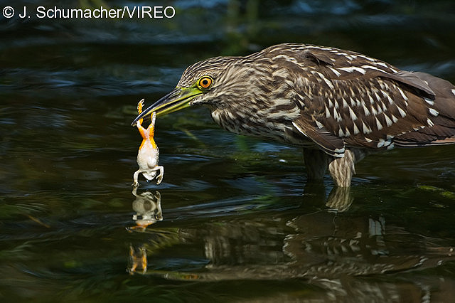 Black-crowned Night-Heron s36-39-056.jpg